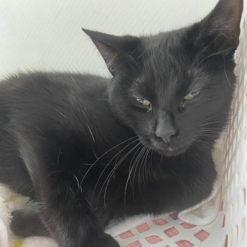A young medium-sized female Black Domestic Short Hair cat named Splashley for adoption in Binghamton, NY
