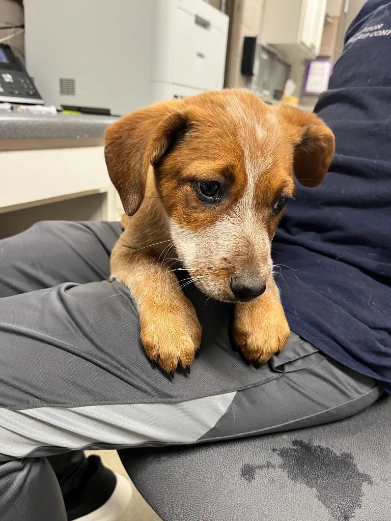 A baby medium-sized female Australian Cattle Dog / Blue Heeler dog named Coral for adoption in Hopkinsville, KY