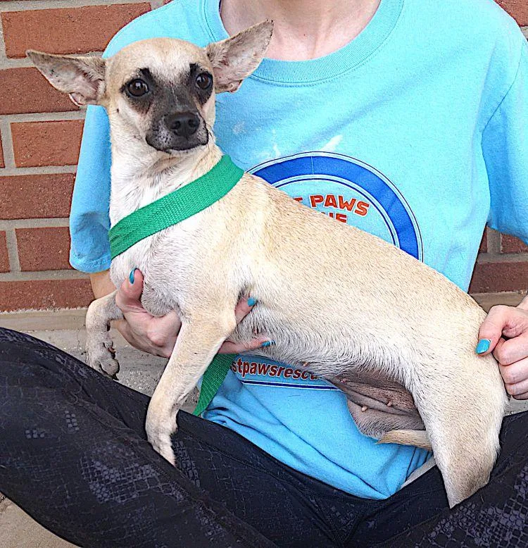 An adult small-sized female Apricot / Beige Chihuahua dog named Leya for adoption in Carrollton, TX
