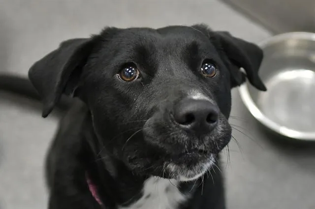 An adult medium-sized female Labrador Retriever dog named Princess for adoption in Dallas, TX