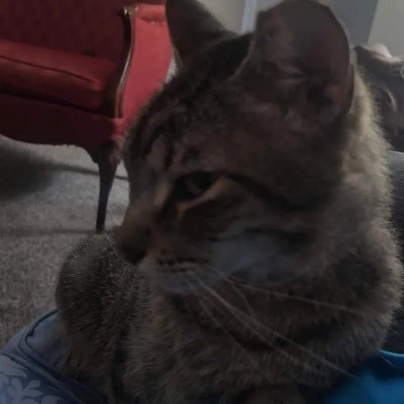 A senior large-sized male Tabby (Gray / Blue / Silver) Domestic Short Hair cat named Tiger for adoption in Liverpool, TX
