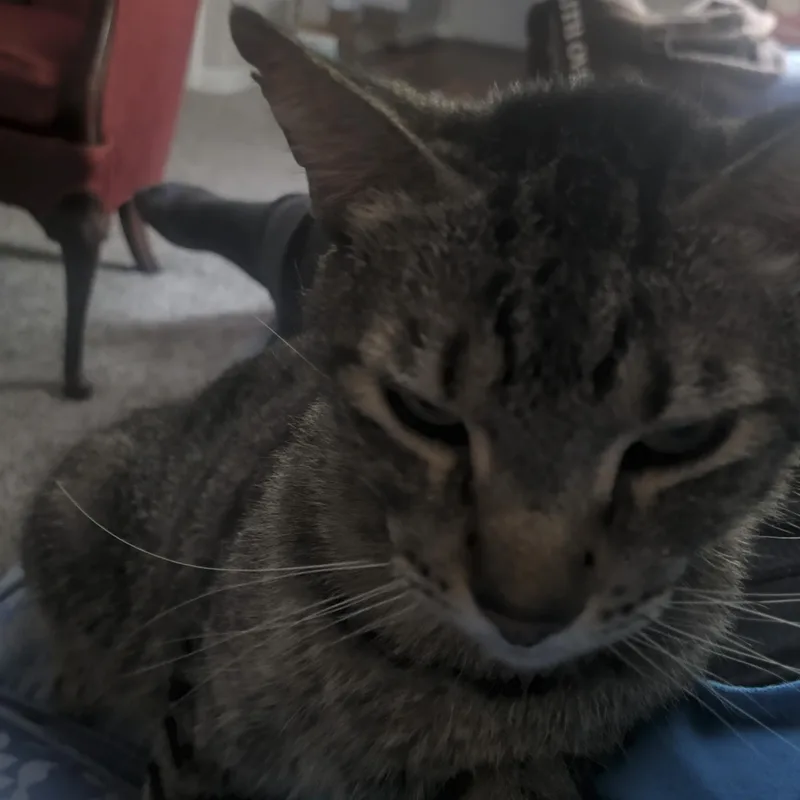 Tiger thumbnail 2
