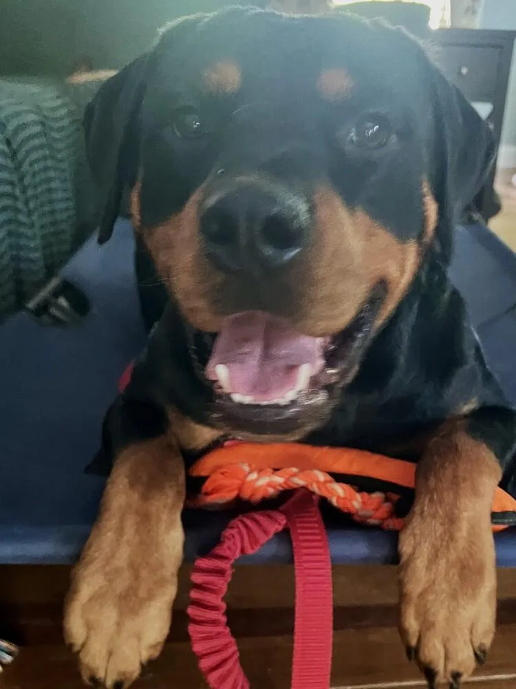 A young large-sized male Tricolor (Brown, Black, & White) Rottweiler dog named Raja for adoption in Youngsville, NC