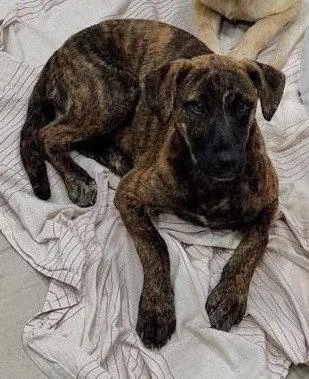 A baby medium-sized female Labrador Retriever dog named Cinnamon for adoption in Sanford, FL