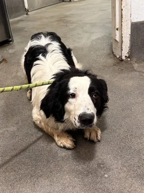 A young large-sized male Australian Shepherd dog named Bart for adoption in Upper Marlboro, MD