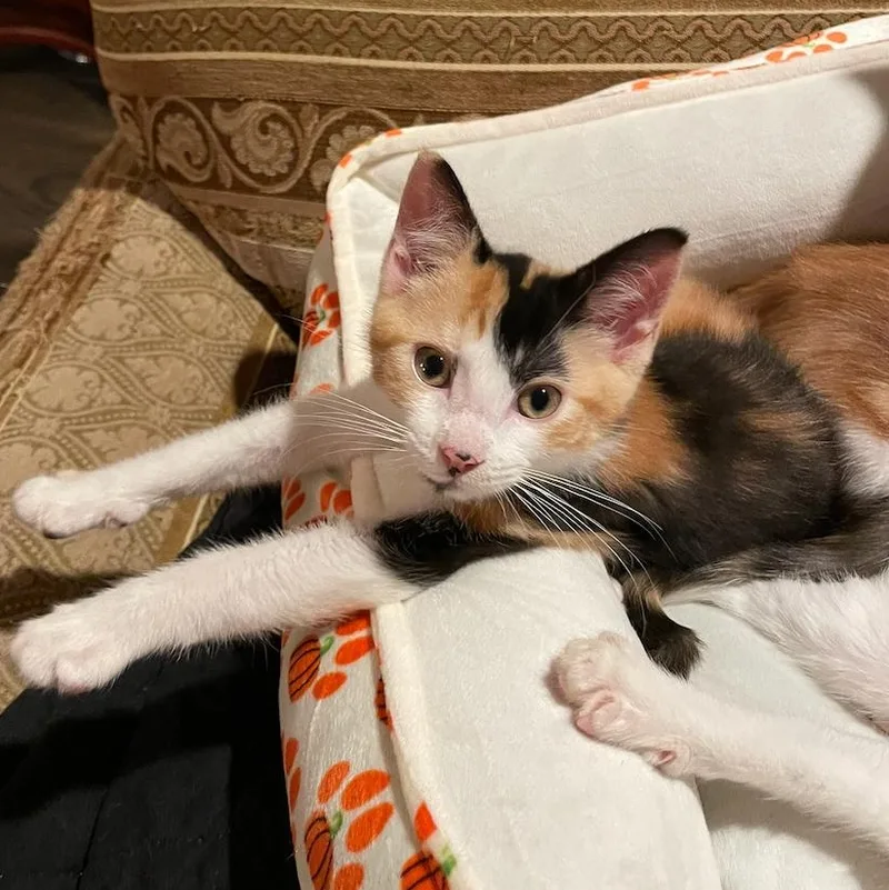 Squirtle thumbnail 2