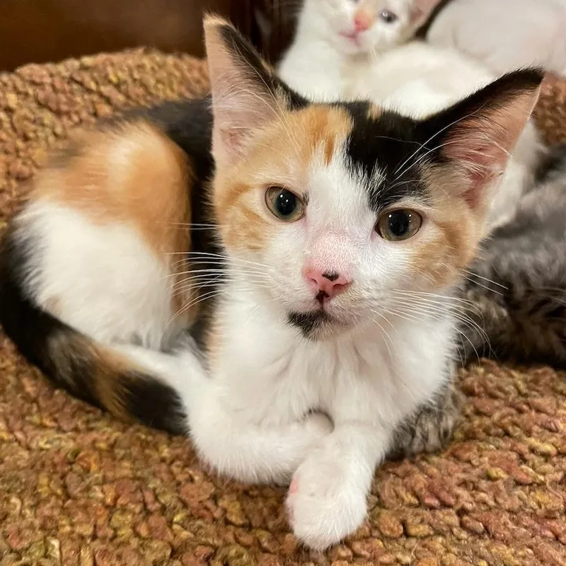 Squirtle thumbnail 3