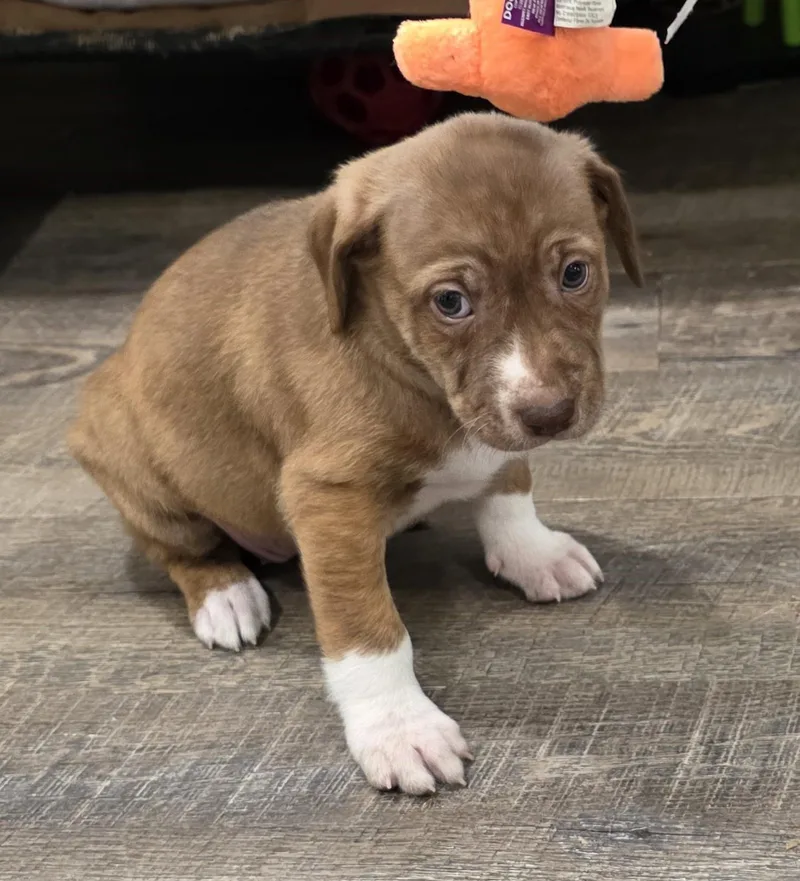A baby medium-sized female Brown / Chocolate Mixed Breed dog named Blossom for adoption in Rossville, TN