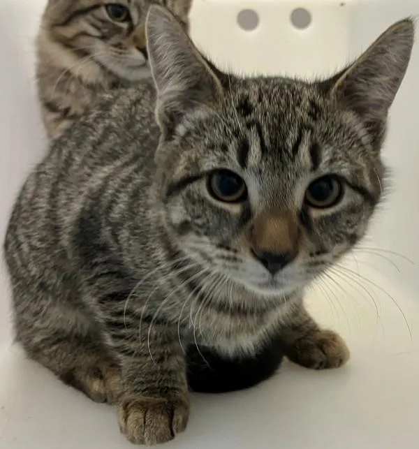 A baby small-sized female Domestic Short Hair cat named Rose for adoption in Staten Island, NY