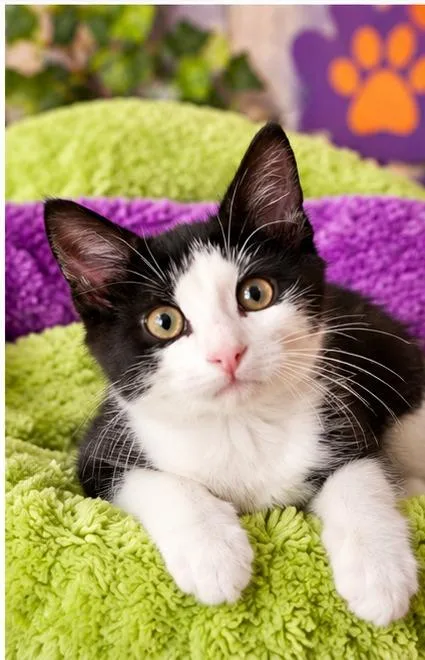 A baby medium-sized male Domestic Short Hair cat named Dylan for adoption in Salt Lake City, UT