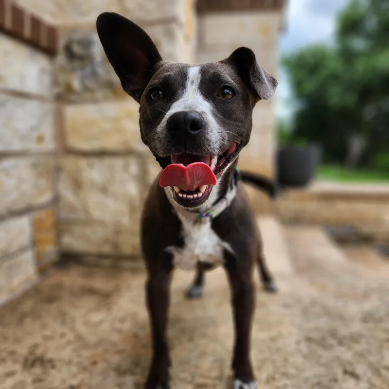 An adult small-sized female Boston Terrier dog named Elsie for adoption in Killeen, TX