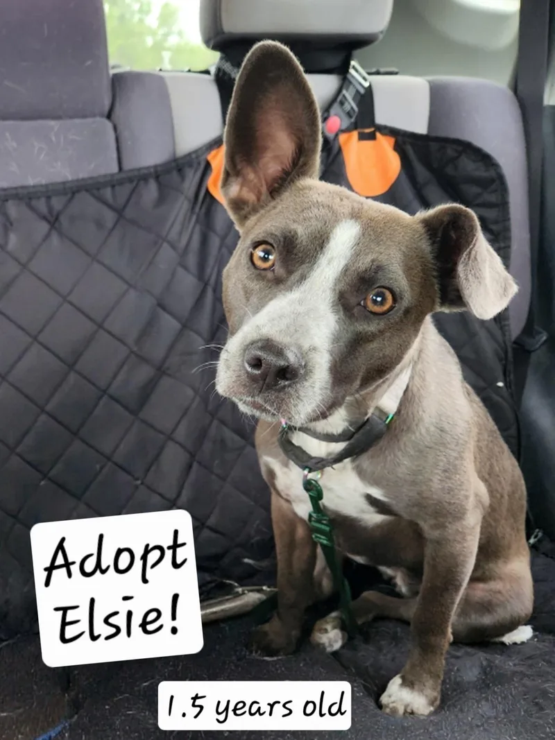 Elsie thumbnail 6