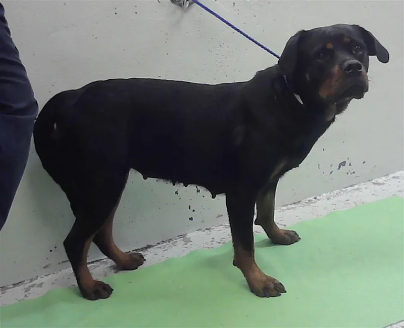 An adult medium-sized female Rottweiler dog named Barbie for adoption in Houston, TX