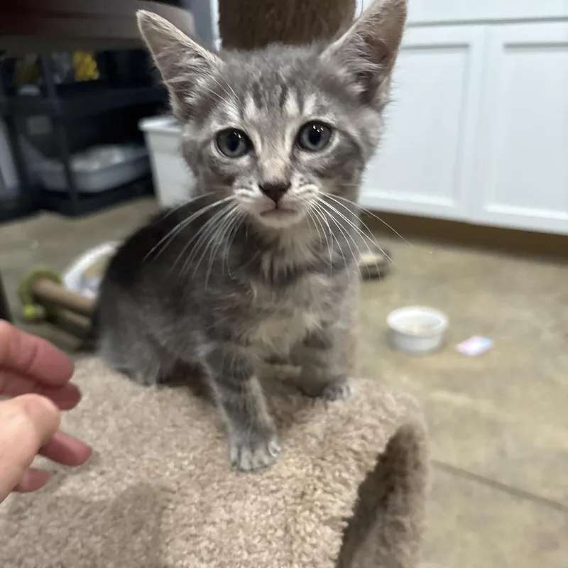A baby small-sized female Domestic Medium Hair cat named Whitney for adoption in Shelbyville, IN