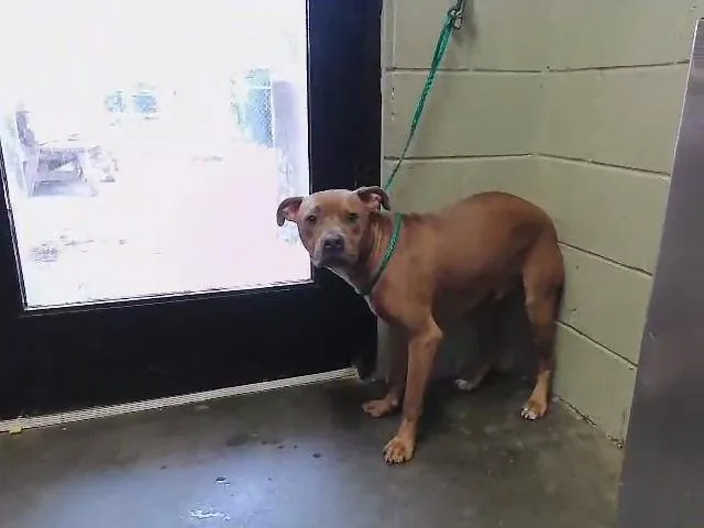 A young medium-sized male Boxer dog named Posty for adoption in Tulsa, OK