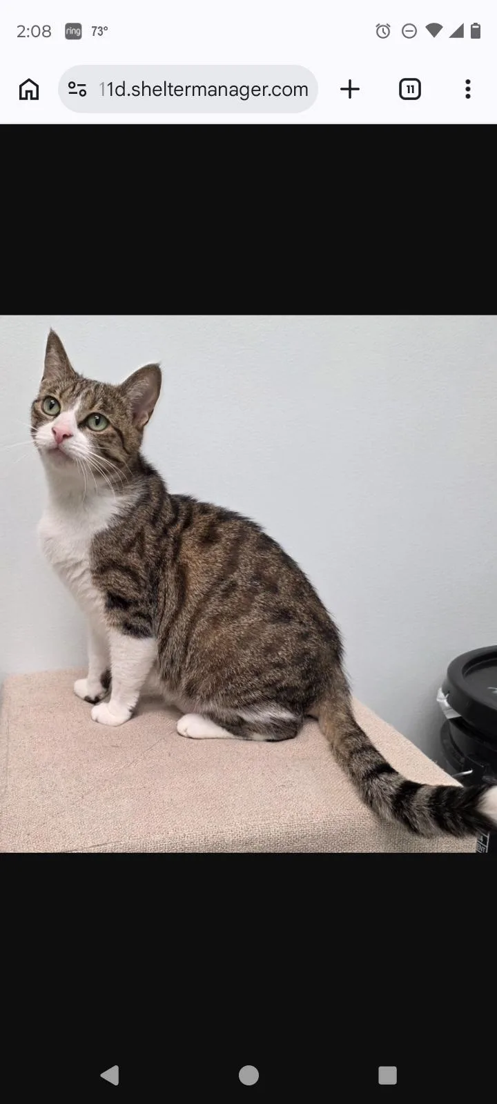 An adult medium-sized female Domestic Short Hair cat named Giga for adoption in Rochester, NY
