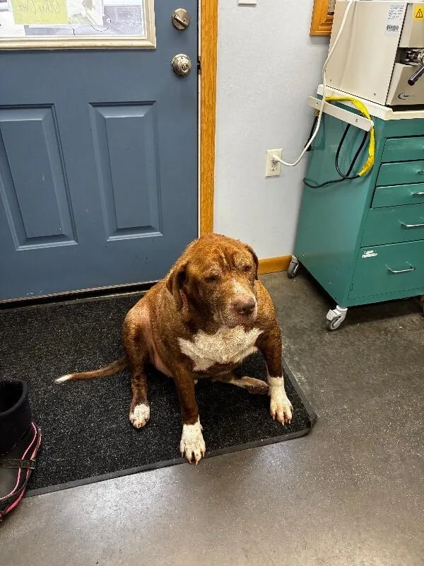 An adult extra large-sized male Brown / Chocolate Mixed Breed dog named Bane for adoption in Haines, AK