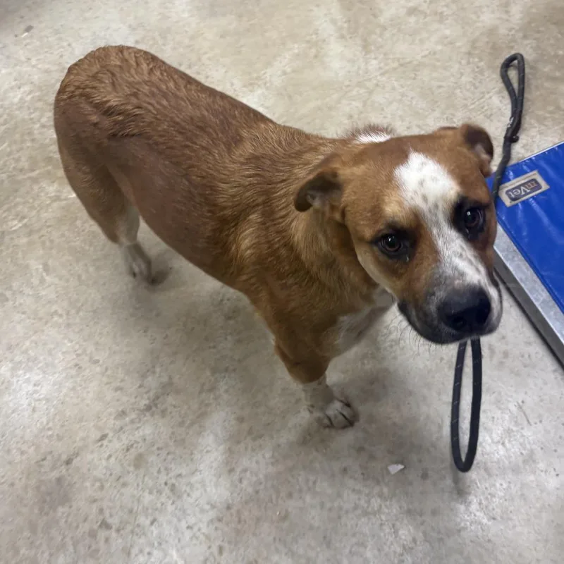An adult small-sized male Cattle Dog dog named Auggie U for adoption in Tupelo, MS