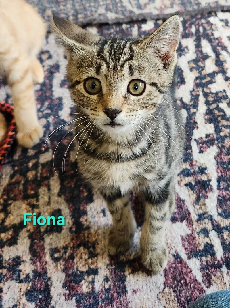 A baby small-sized female Domestic Short Hair cat named Fiona for adoption in Warminster, PA