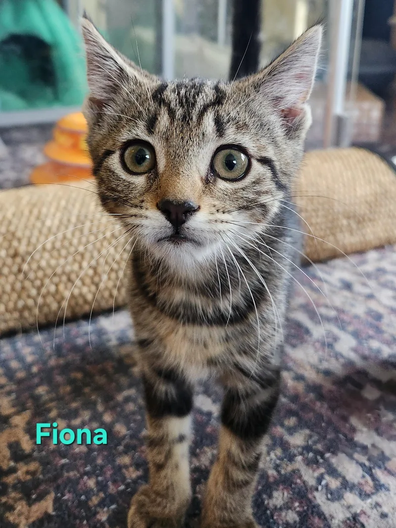 Fiona thumbnail 5