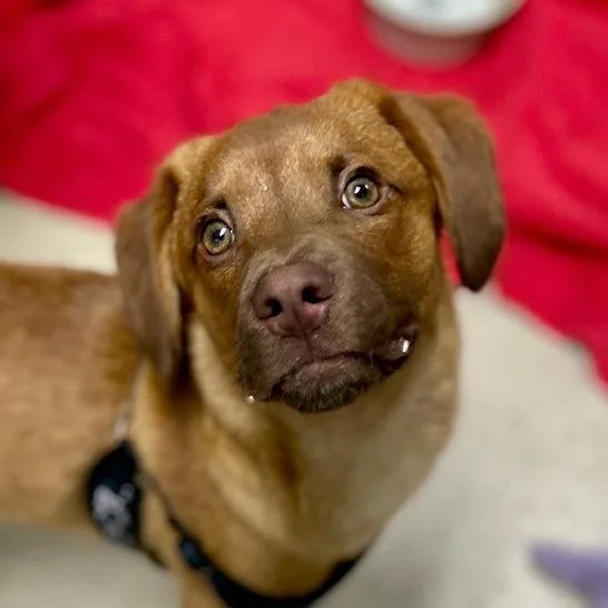 A young small-sized male Red / Chestnut / Orange Mixed Breed dog named Chance for adoption in Poplar Bluff, MO
