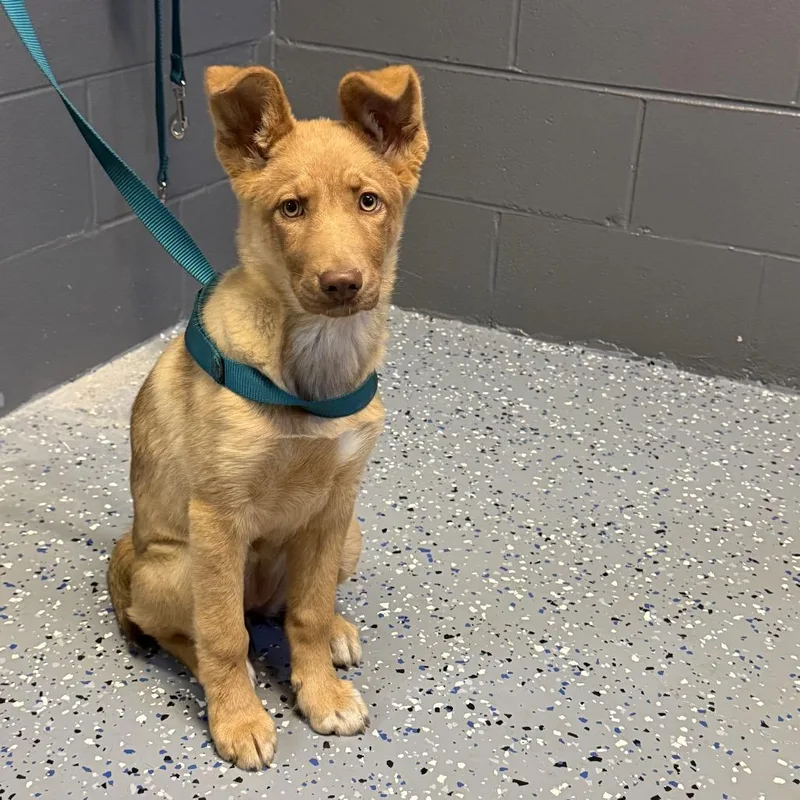 A baby small-sized female Brown / Chocolate Shepherd dog named Tuscstray for adoption in Tuscaloosa, AL