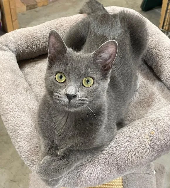 A baby medium-sized female Gray / Blue / Silver Domestic Short Hair cat named Audery for adoption in Savanna, IL