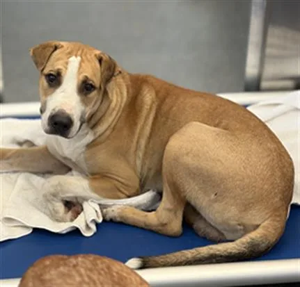 A young large-sized male Mixed Breed dog named Bean for adoption in Dallas, TX