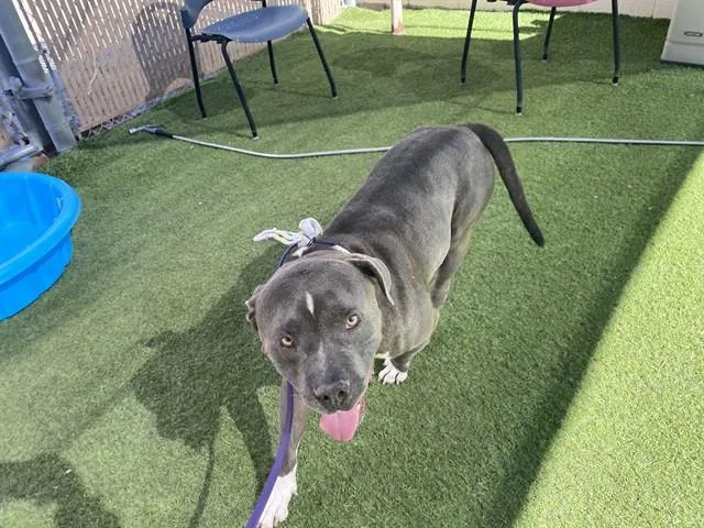 An adult large-sized male Pit Bull Terrier dog named Mr Gilmore for adoption in Phoenix, AZ