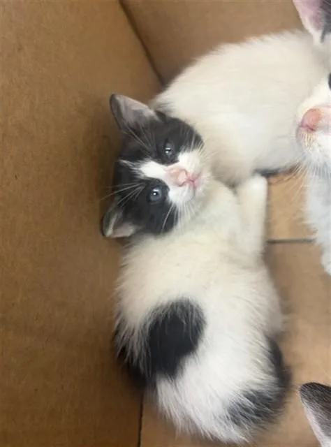 A baby small-sized male Domestic Short Hair cat named Batman for adoption in Tallahassee, FL