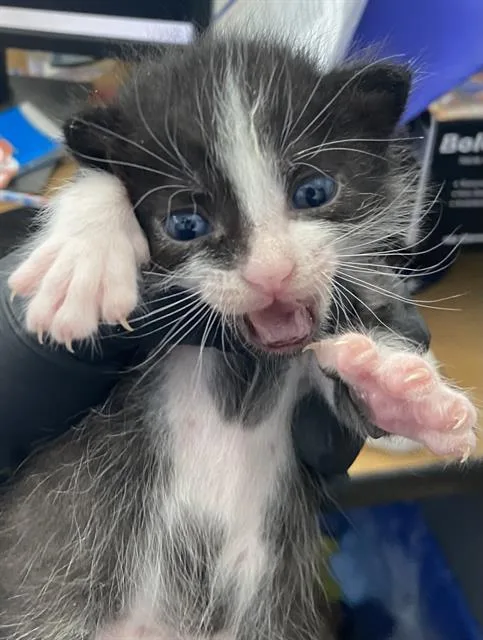 A baby medium-sized male Domestic Short Hair cat named Tank for adoption in Dallas, TX
