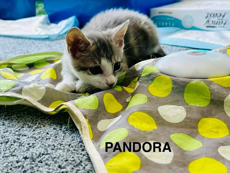 A baby medium-sized female Domestic Short Hair cat named Pandora for adoption in Parkville, MD