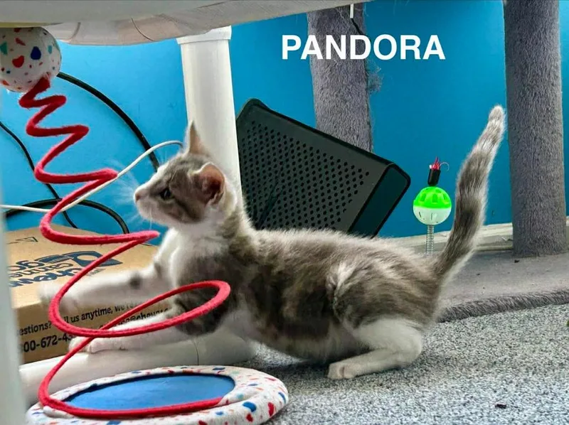 Pandora thumbnail 2