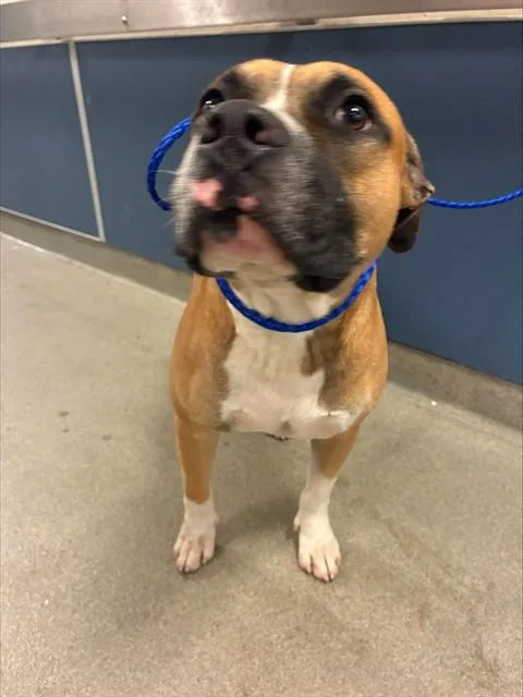 A young large-sized male Terrier dog named Prime for adoption in Miami, FL