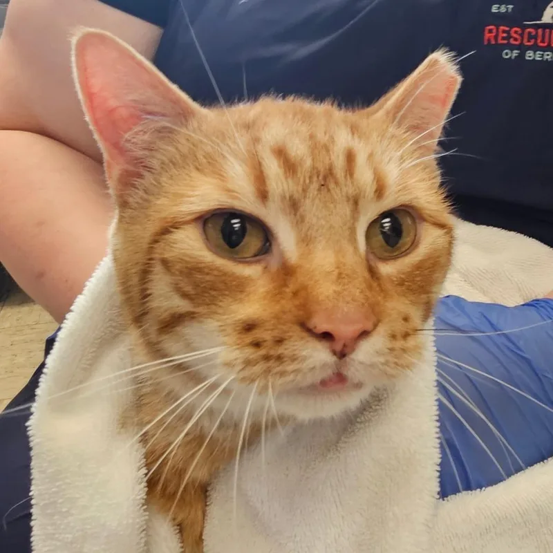 A senior large-sized male Orange / Red Domestic Short Hair cat named Pippin for adoption in Birdsboro, PA