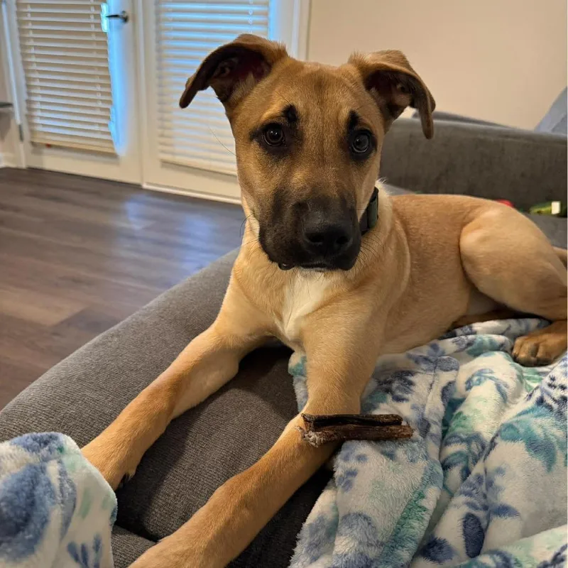 A young medium-sized male Yellow / Tan / Blond / Fawn Mixed Breed dog named Odin for adoption in Fredericksburg, VA