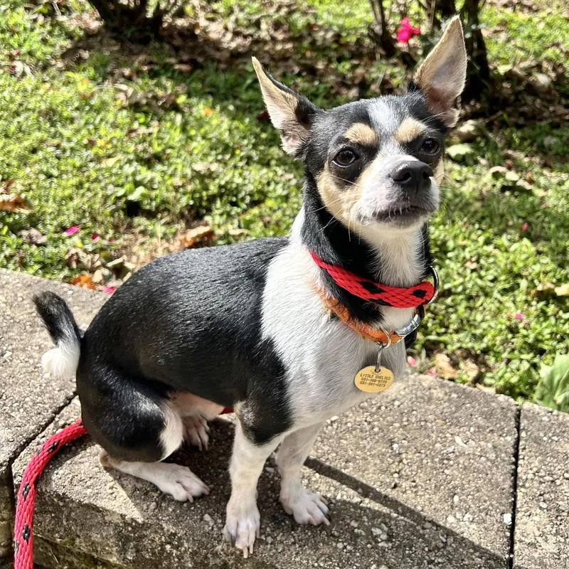 An adult small-sized female Chihuahua dog named Junebug for adoption in Huntington, NY