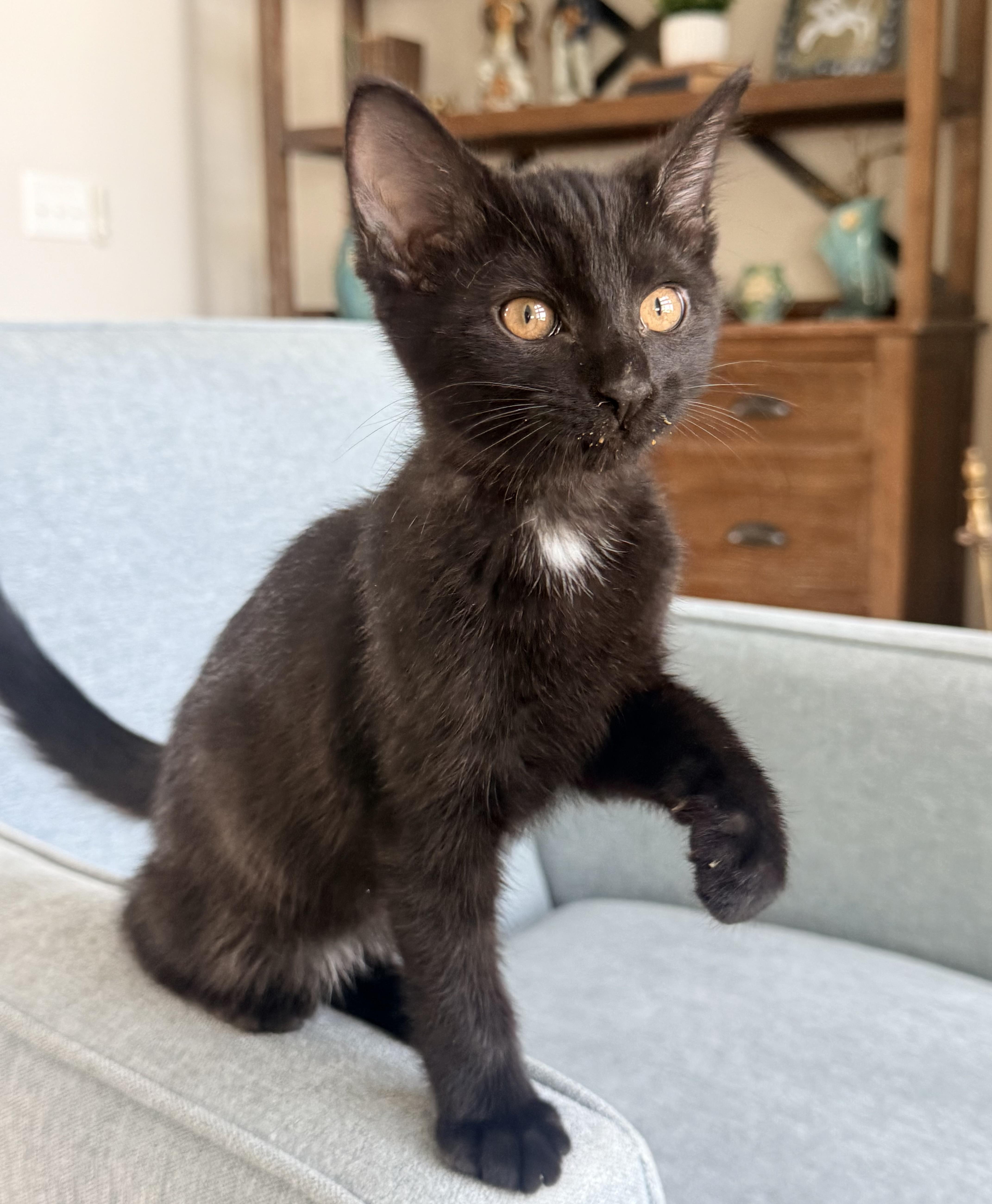 Umbreon