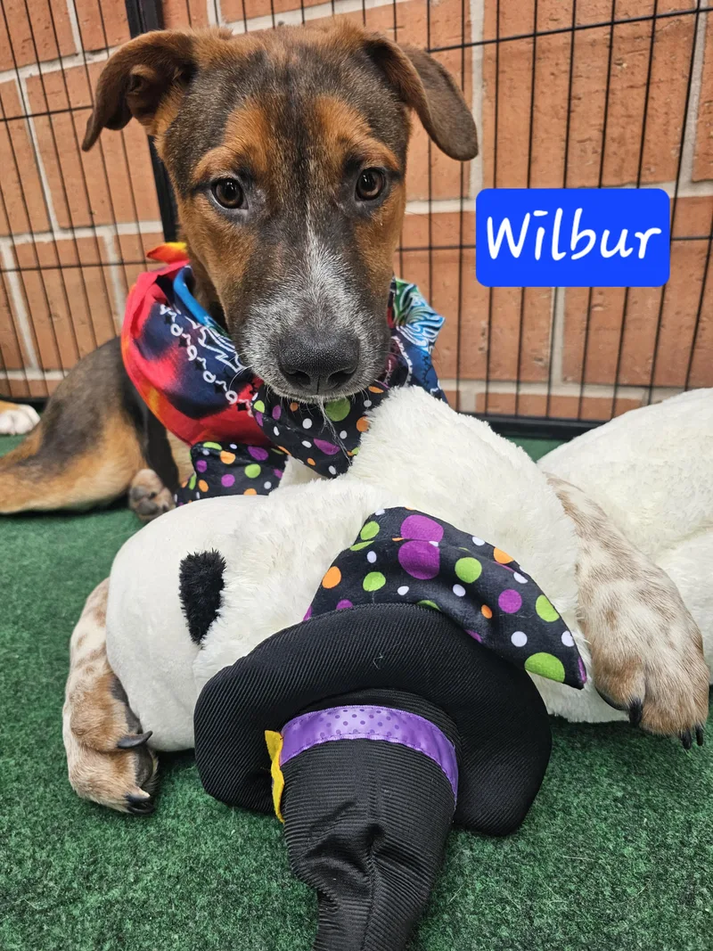 Wilbur
