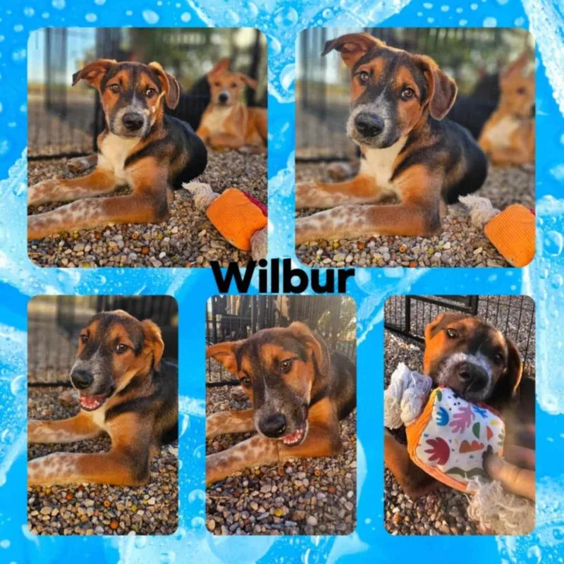 Wilbur thumbnail 3