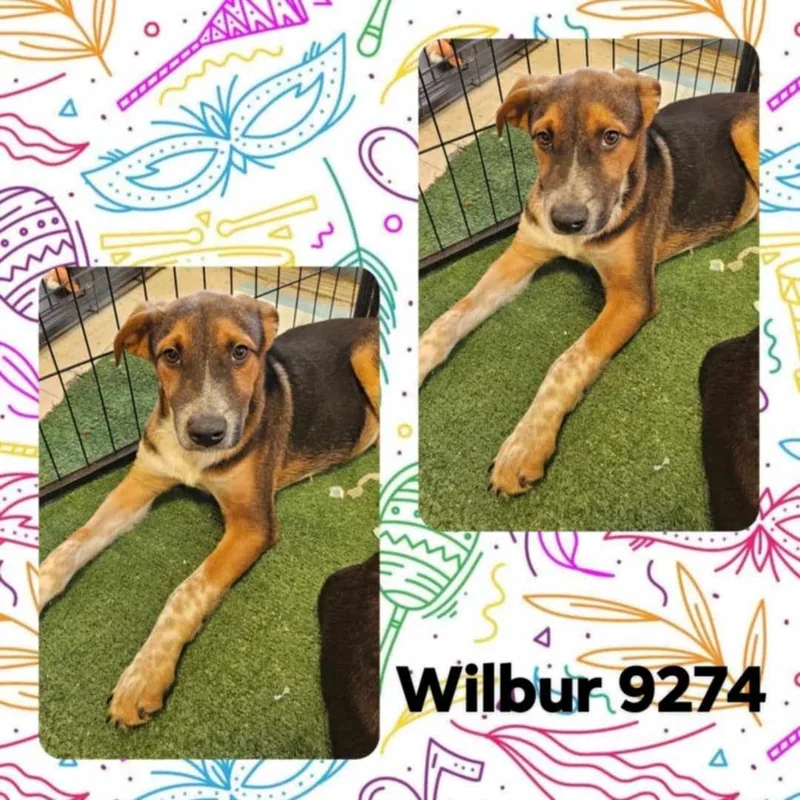 Wilbur thumbnail 4