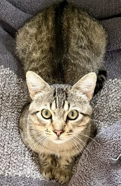 A young medium-sized male Tabby (Brown / Chocolate) Domestic Short Hair cat named Luther for adoption in Milwaukee, WI