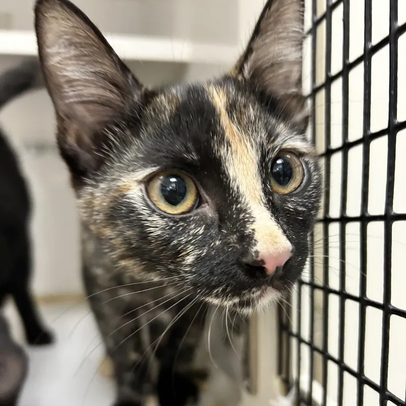A baby small-sized female Tortoiseshell Domestic Short Hair cat named KitKat for adoption in Redwood City, CA