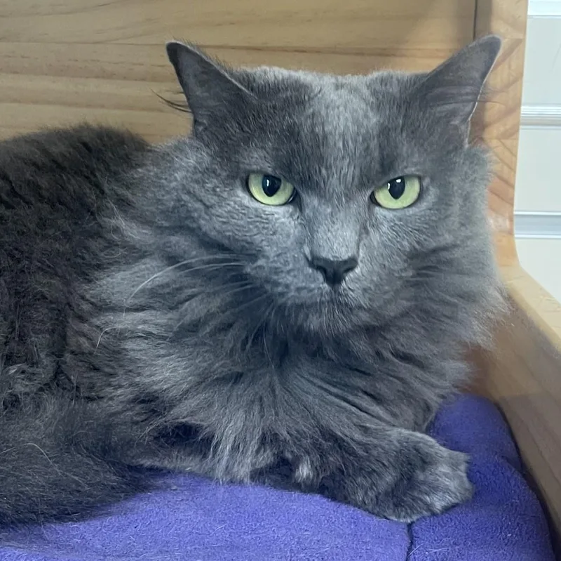 An adult large-sized female Domestic Long Hair cat named Evelynn for adoption in New Philadelphia, OH