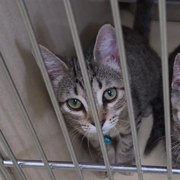 A baby medium-sized male Tabby (Brown / Chocolate) Tabby cat named Sandy Boy for adoption in Clarksville, VA