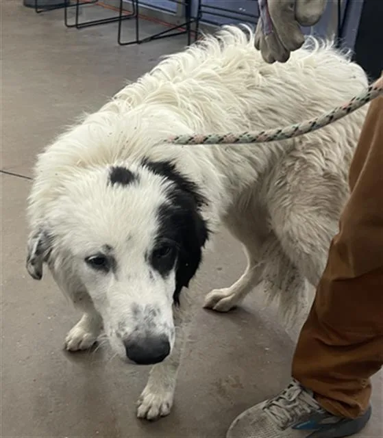 An adult large-sized female Mixed Breed dog named Lola for adoption in Dallas, TX