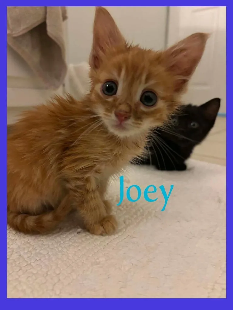 Joey thumbnail 2