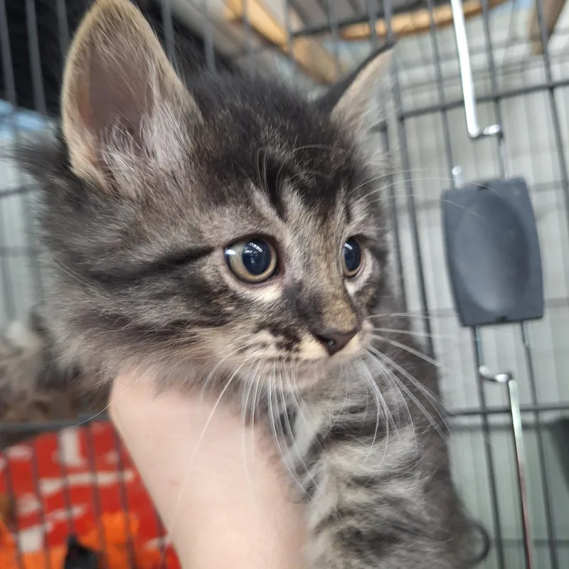 A baby small-sized male Domestic Long Hair cat named Dexter for adoption in Clarinda, IA
