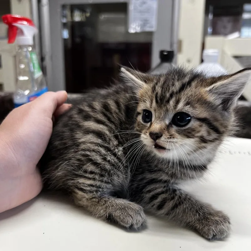A baby small-sized female Brown / Chocolate Domestic Short Hair cat named Rosalie for adoption in Harrisville, WV
