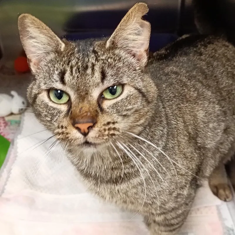 An adult large-sized female Domestic Short Hair cat named Chunky Monkey for adoption in Galveston, TX